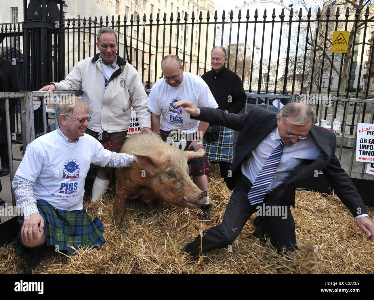 Winnie the pig gives a push to Malcolm Bruce, MP for Gordon while being watched by pig farmers Pig farmers' demonstration held Stock Photo