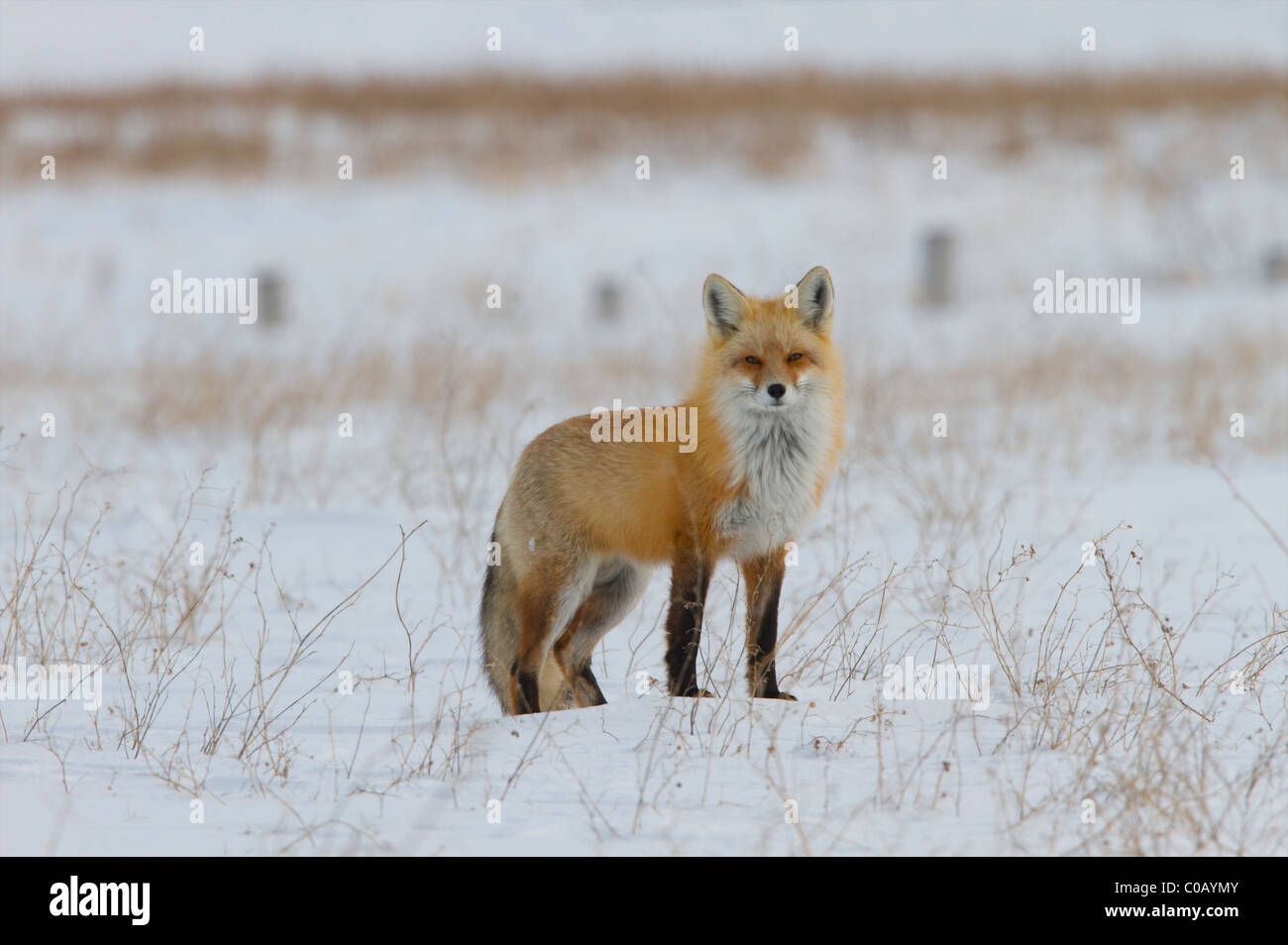 Red Fox in the Canadian winter on the prairies Stock Photo