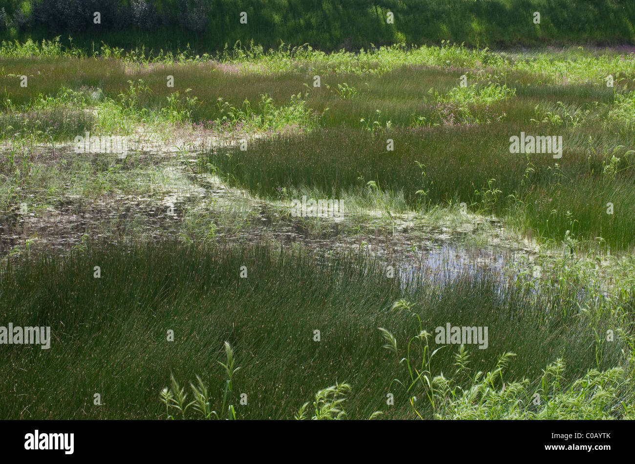 Tall grass pond hi-res stock photography and images - Alamy