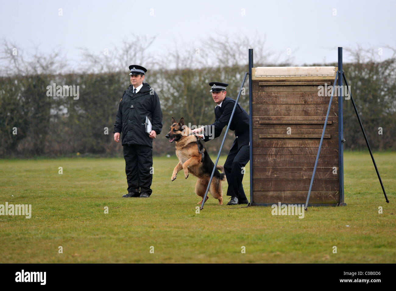 A dog & handler team competing in the London Regional Police Dog Trial