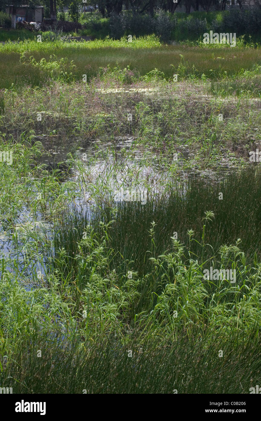 Tall grass pond hi-res stock photography and images - Alamy