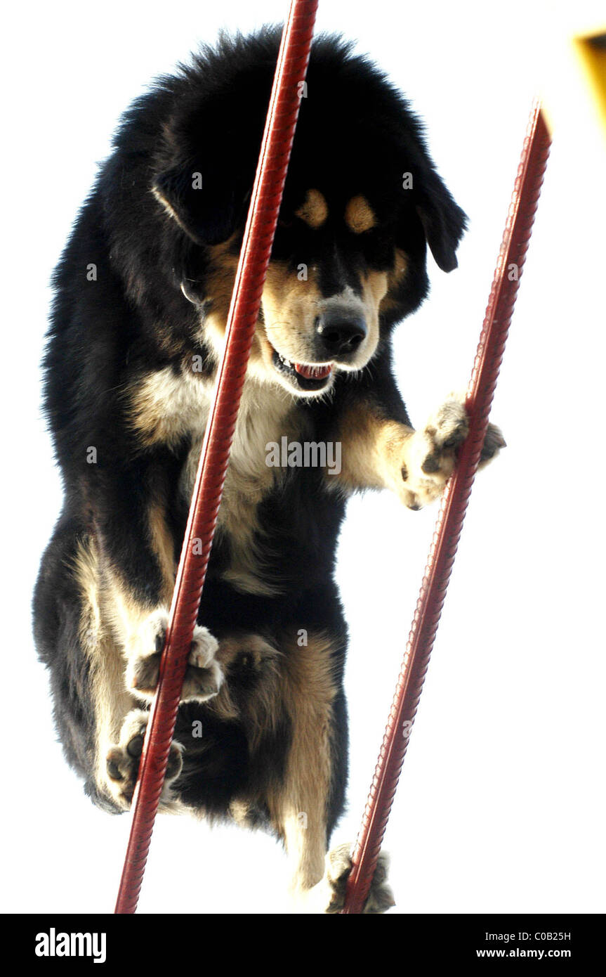 RESCUE DOG JUMPS THROUGH FLAMING HOOPS (59830) This brave Tibetan
