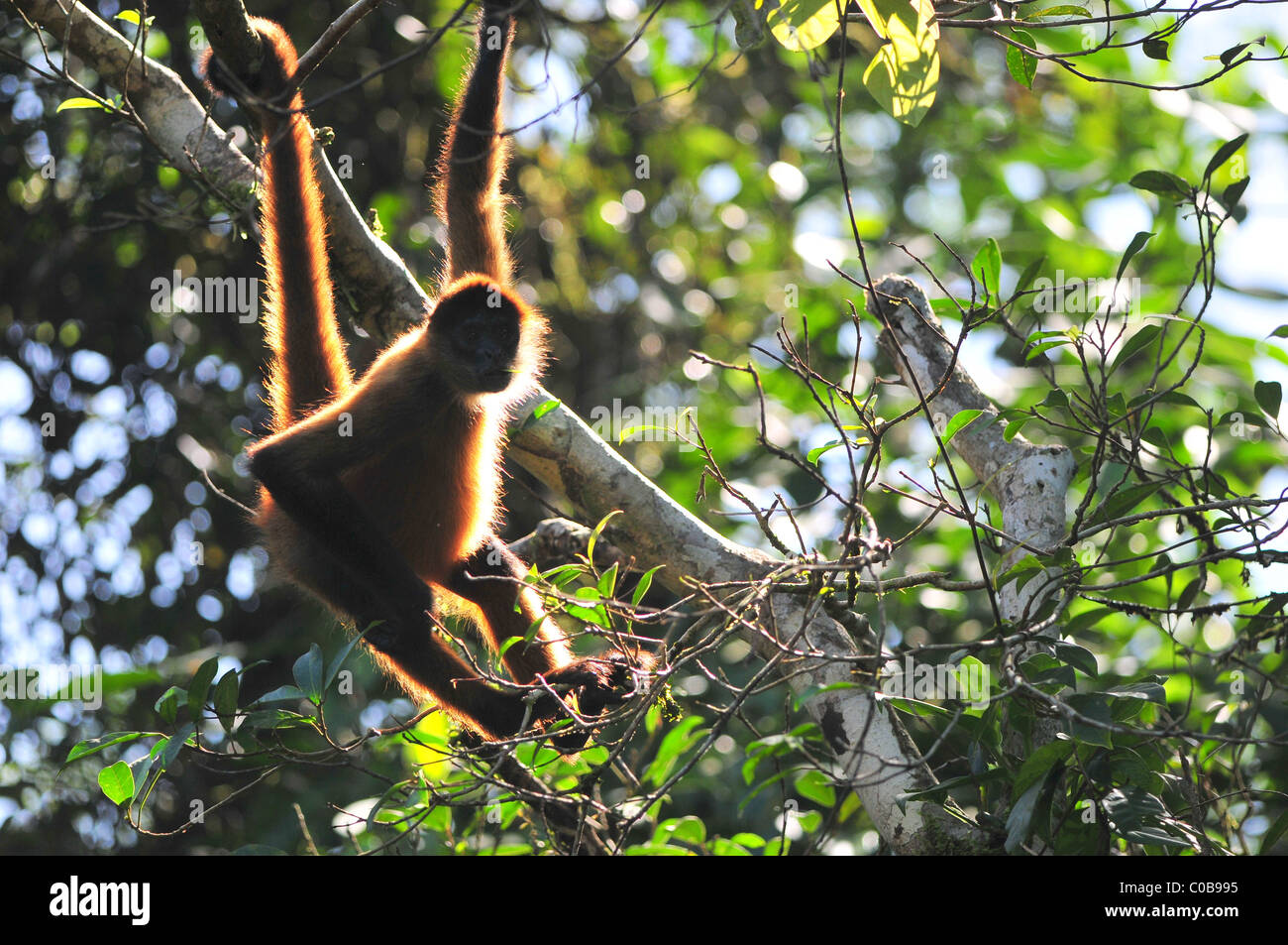 Spider Monkey Tortuguero National Park Costa Rica 2011 Stock Photo - Alamy