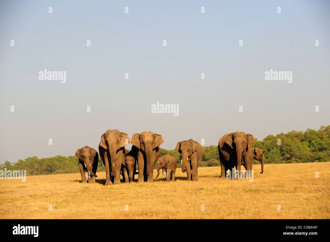 Elephant group hi-res stock photography and images - Alamy