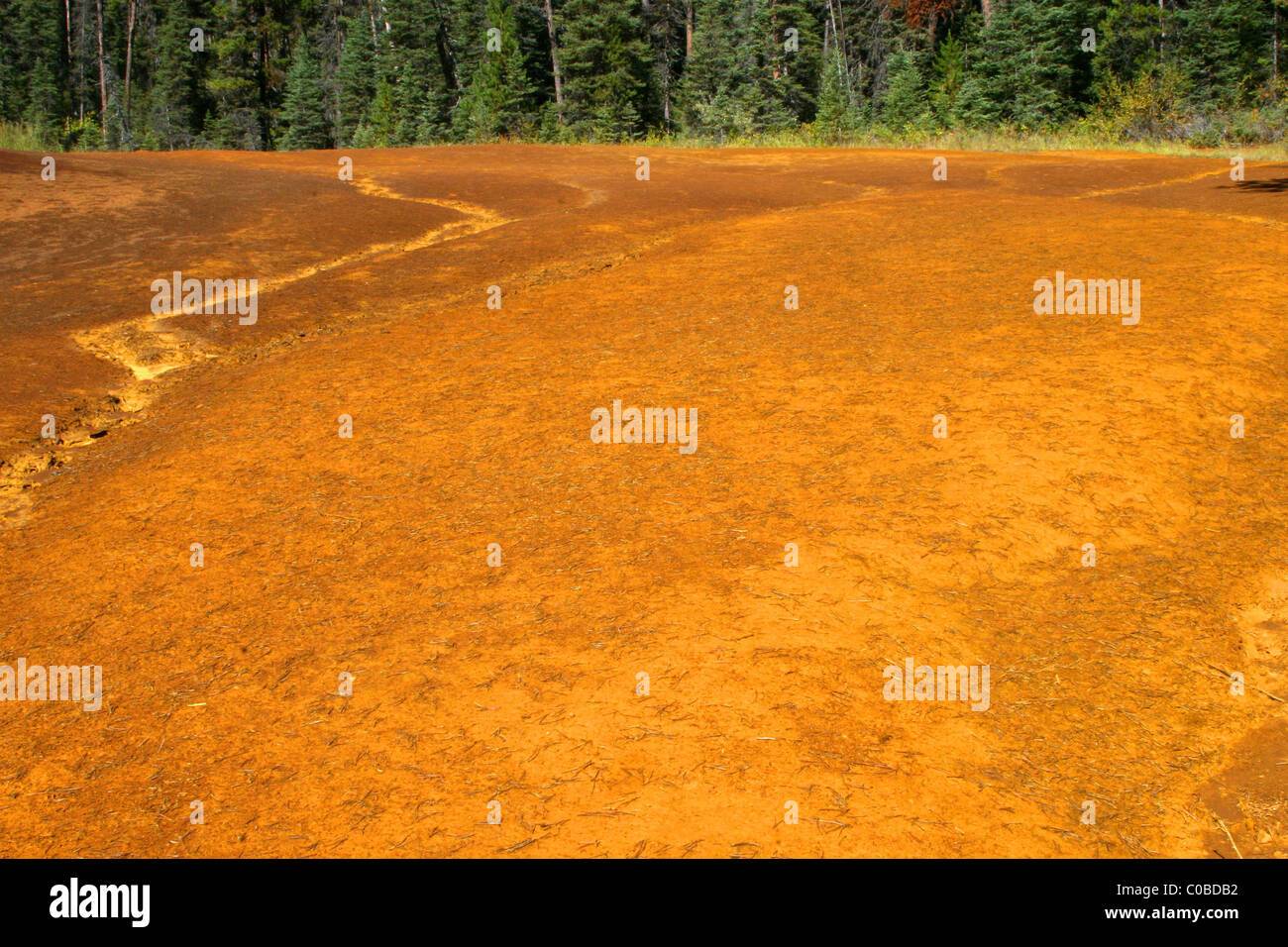 Paint pots in Alberta, Canada near the town of Radium Stock Photo Alamy