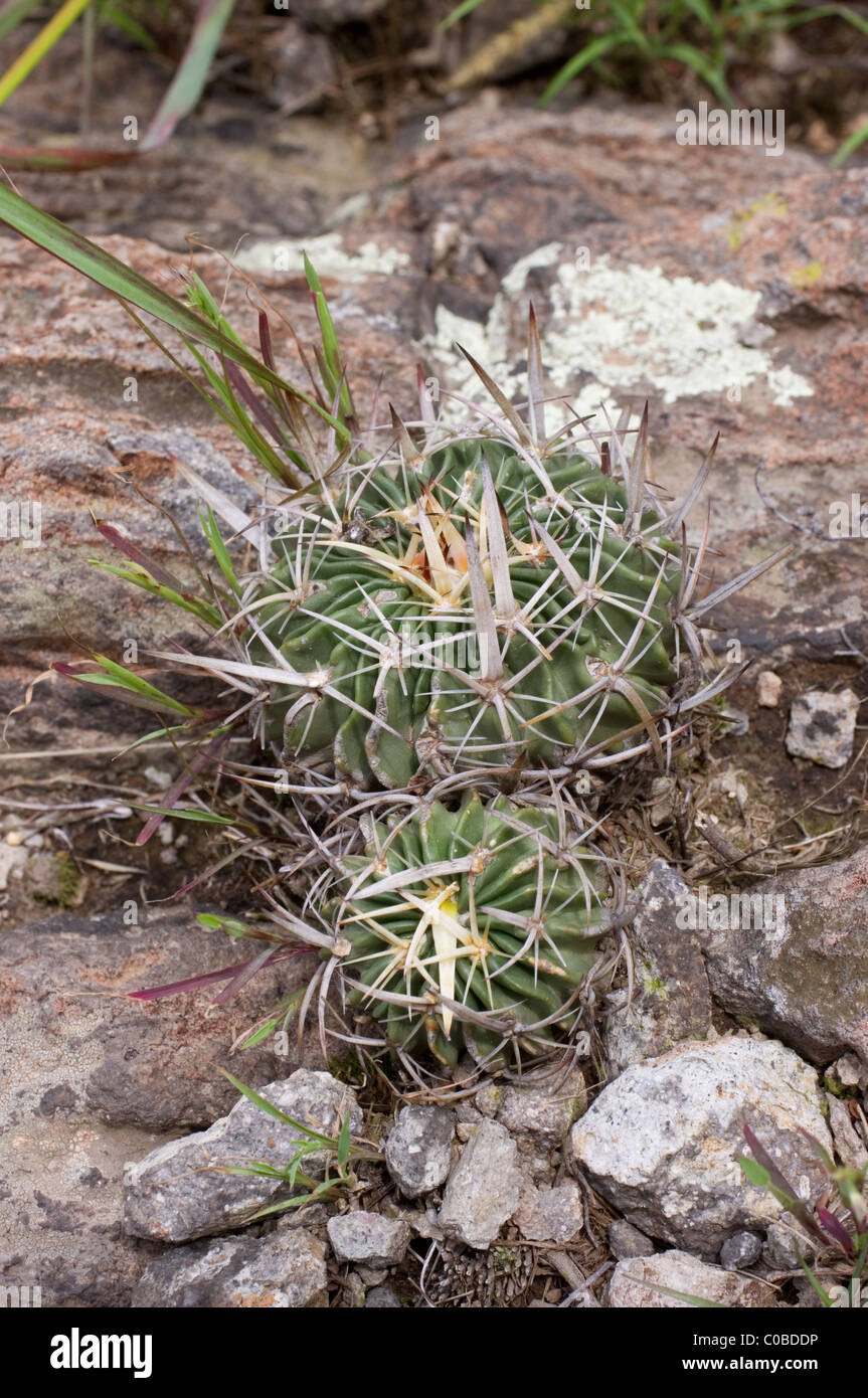 Photo of a wild cactus (Stenocactus obvallatus) in central Mexico Stock Photo