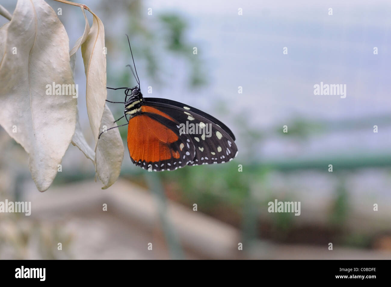 Passion Flower Butterfly (Heliconius hecale Zuleika) , Monteverde Costa