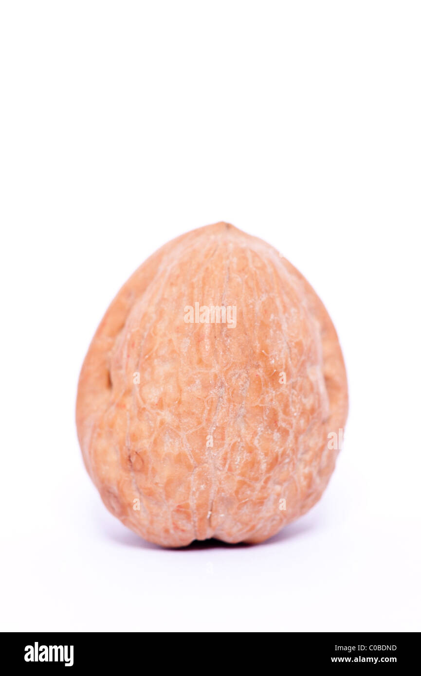 A walnut on a white background Stock Photo