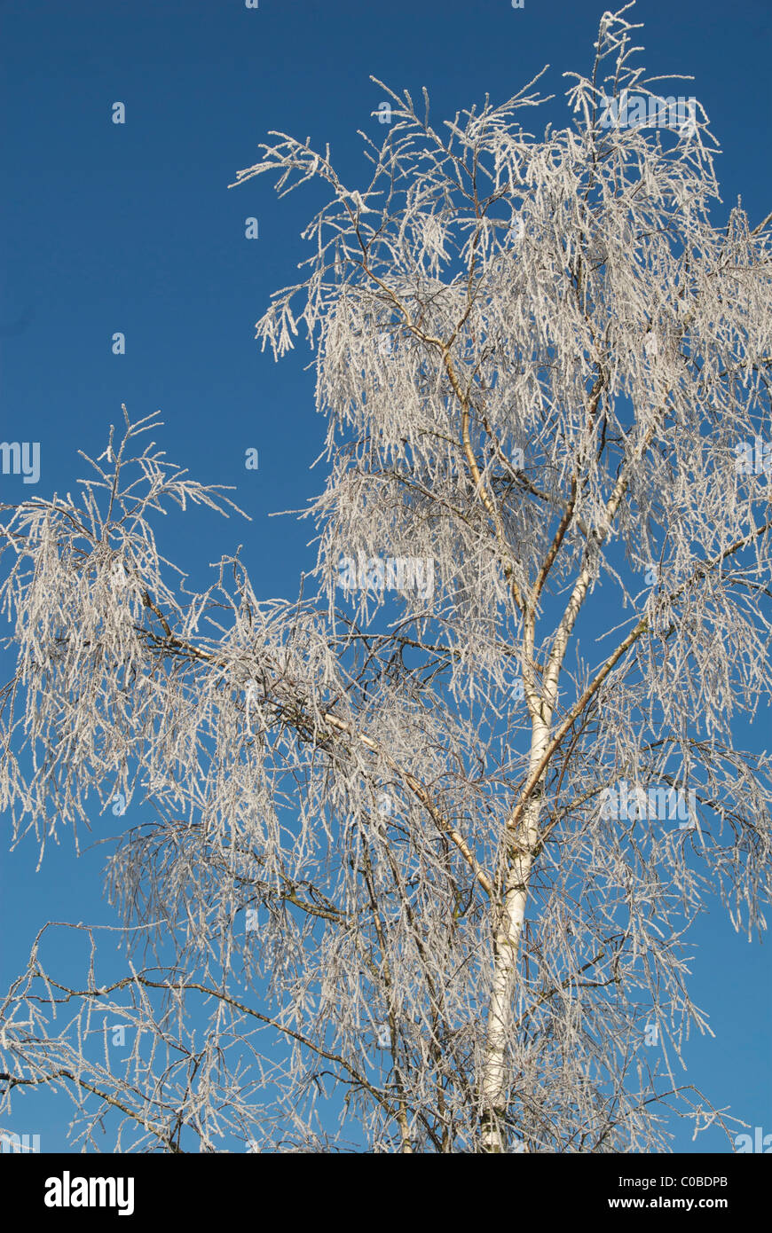 Trees covered in thick hoar frost Stock Photo - Alamy