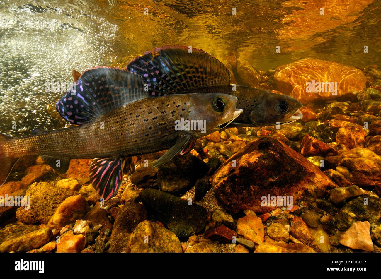 Grayling fish hires stock photography and images Alamy
