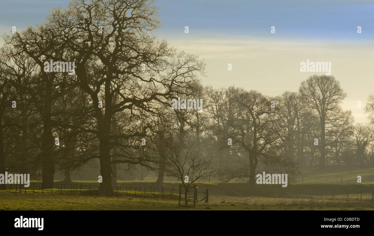 trees wood packwood estate warwickshire Stock Photo Alamy