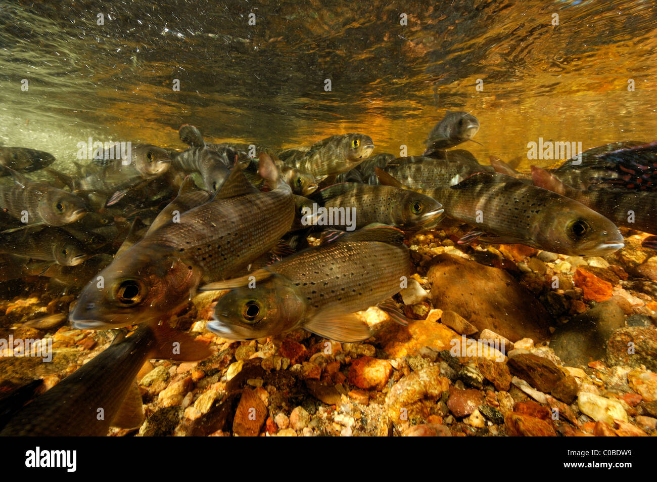 Arctic grayling, Thymallus arcticus, Colorado, United States Stock