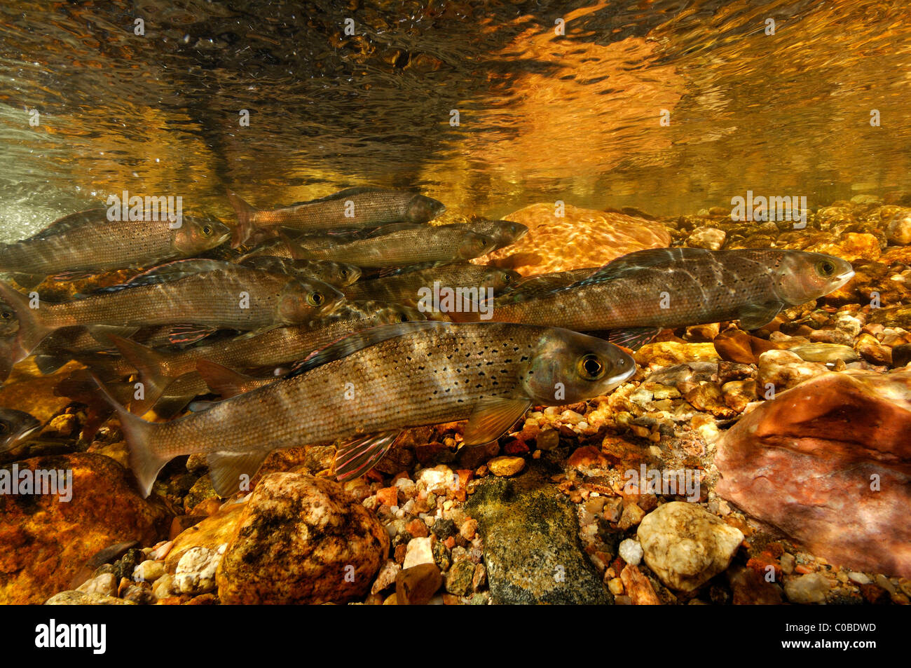 Arctic grayling, Thymallus arcticus, Colorado, United States Stock