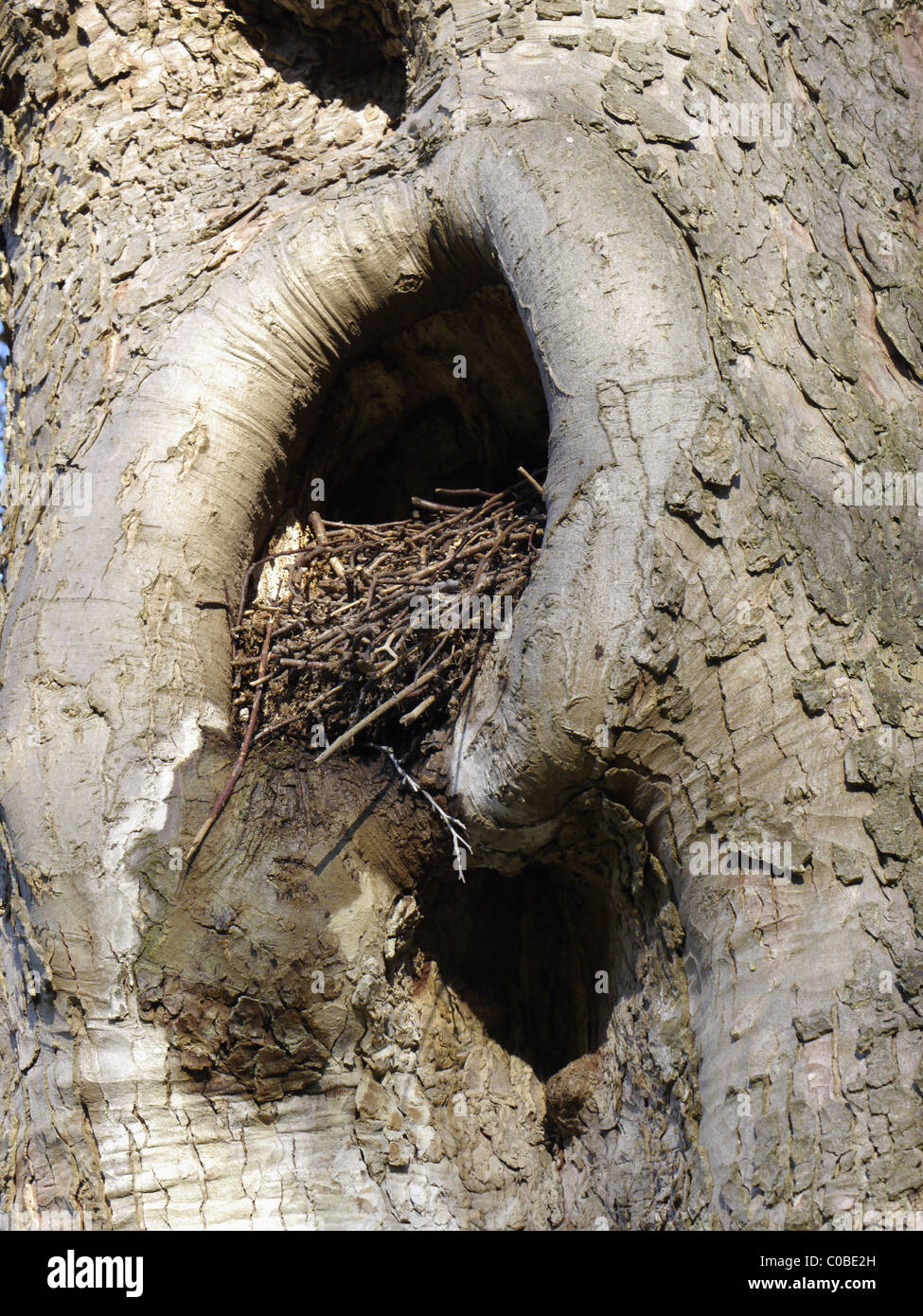 birds nest tree Stock Photo Alamy