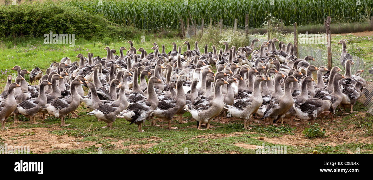 Geese bred for foie gras Dordogne France Stock Photo