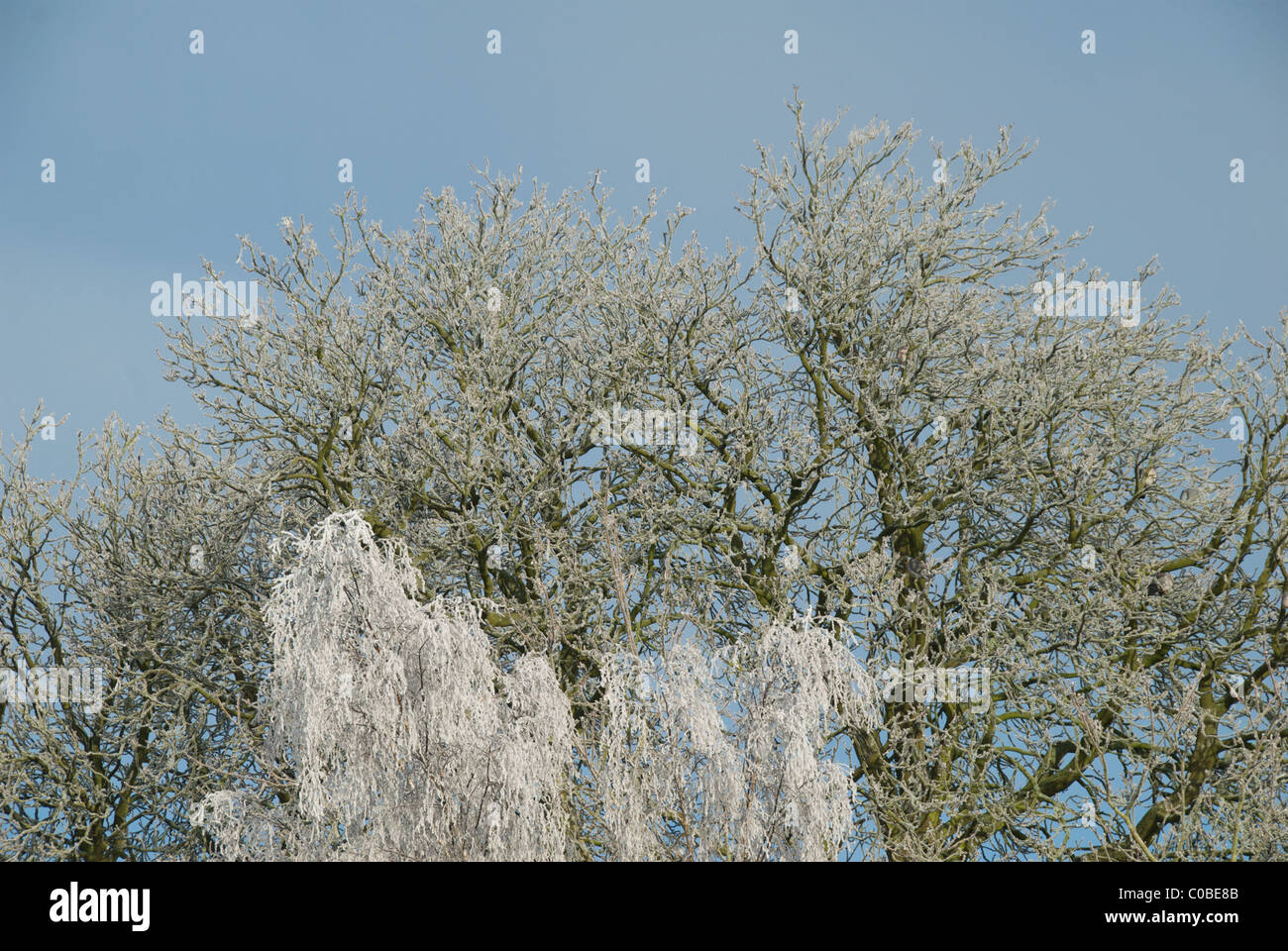 Trees covered in thick hoar frost Stock Photo - Alamy