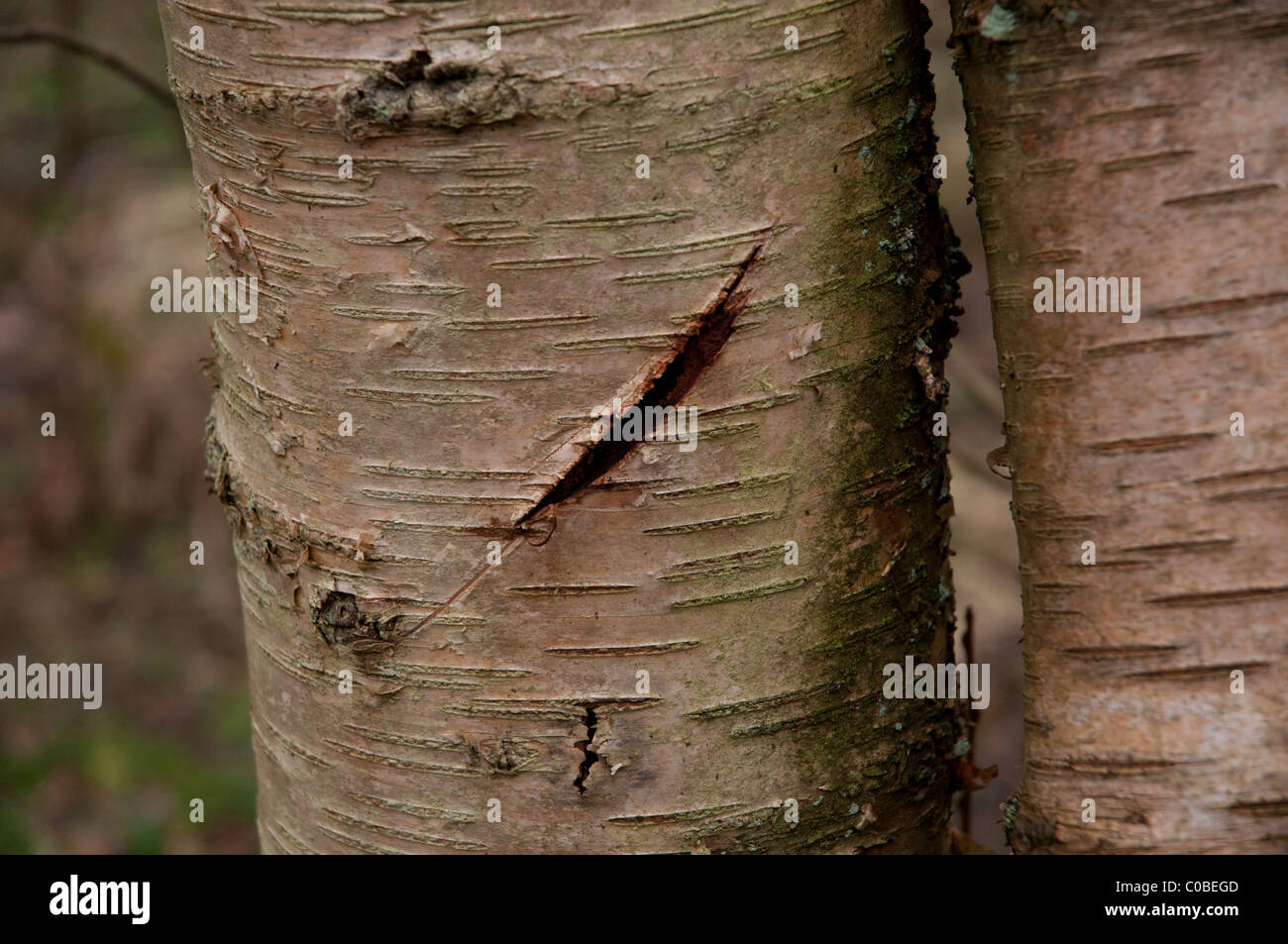 cut tree bark Stock Photo Alamy
