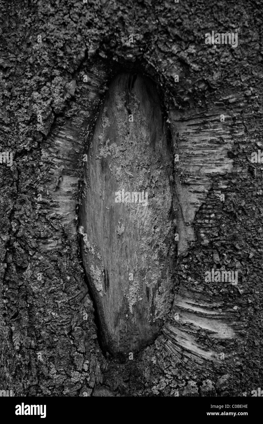 Tree bark Black and White Stock Photos & Images Alamy