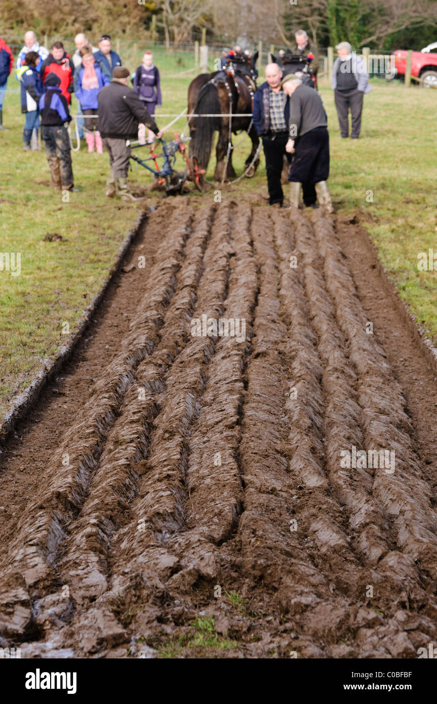 Clydesdale horses ploughing at a ploughing championship Stock Photo