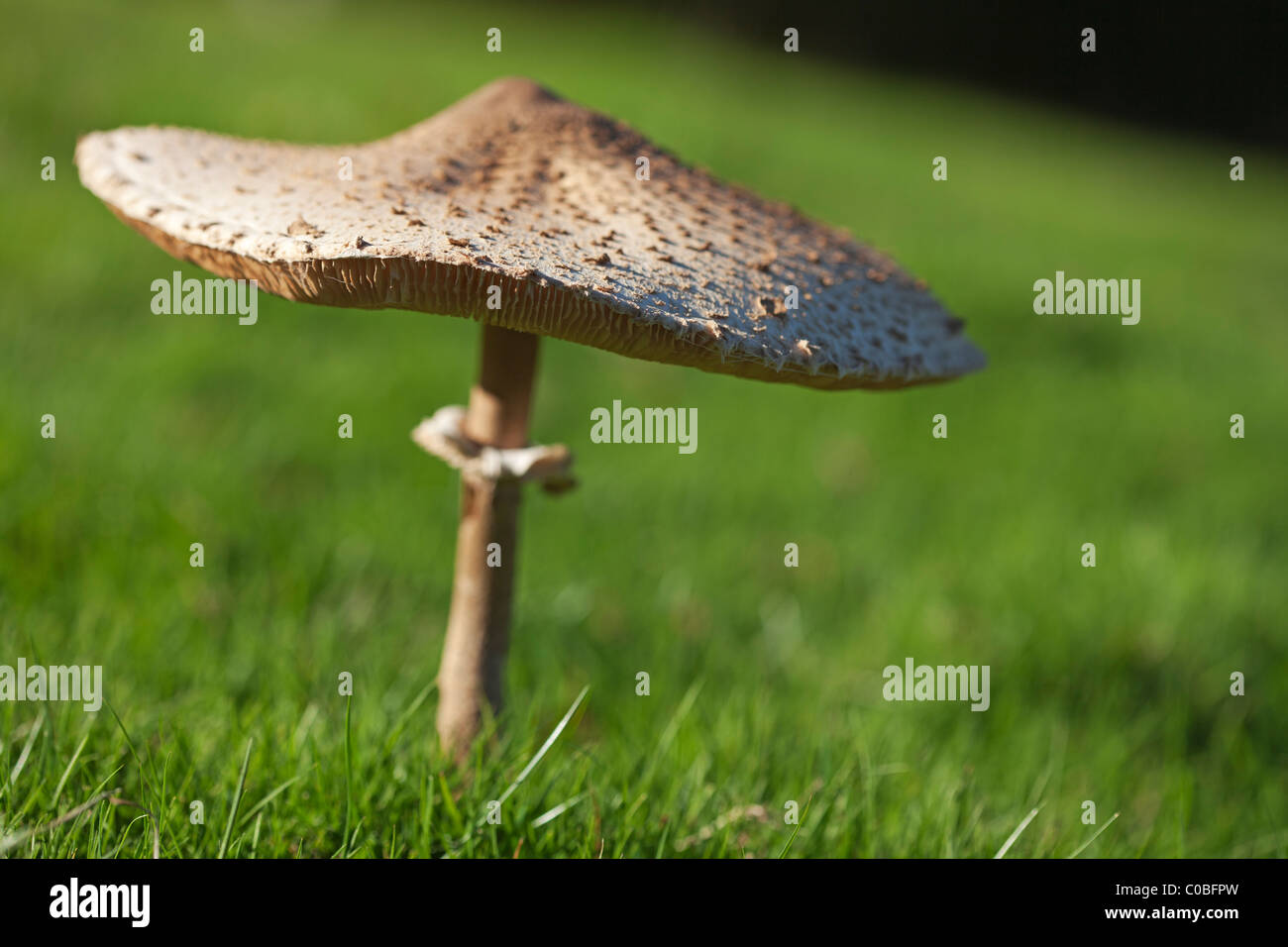 Large cap of a mature specimen of Amanita sp. growing in a field on the Quantock Hills. Stock Photo