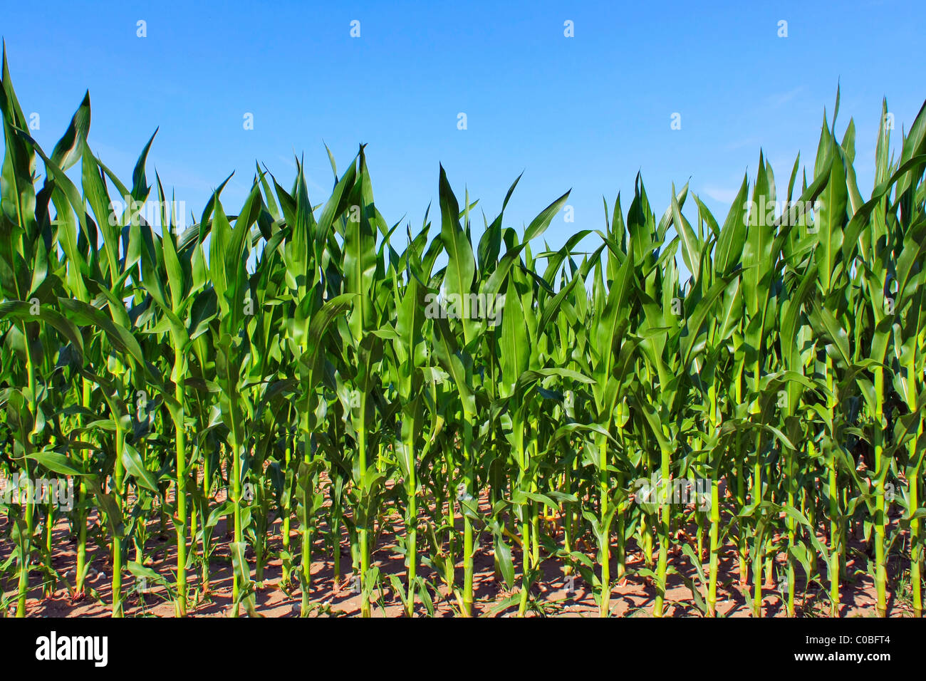 green maize field Stock Photo
