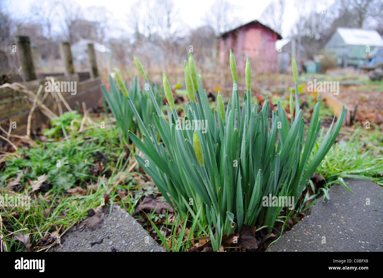Daffodil plants in bud waiting to flower Stock Photo Alamy