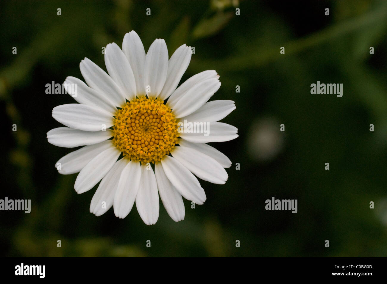 A close up view of a Stinking Chamomile Stock Photo