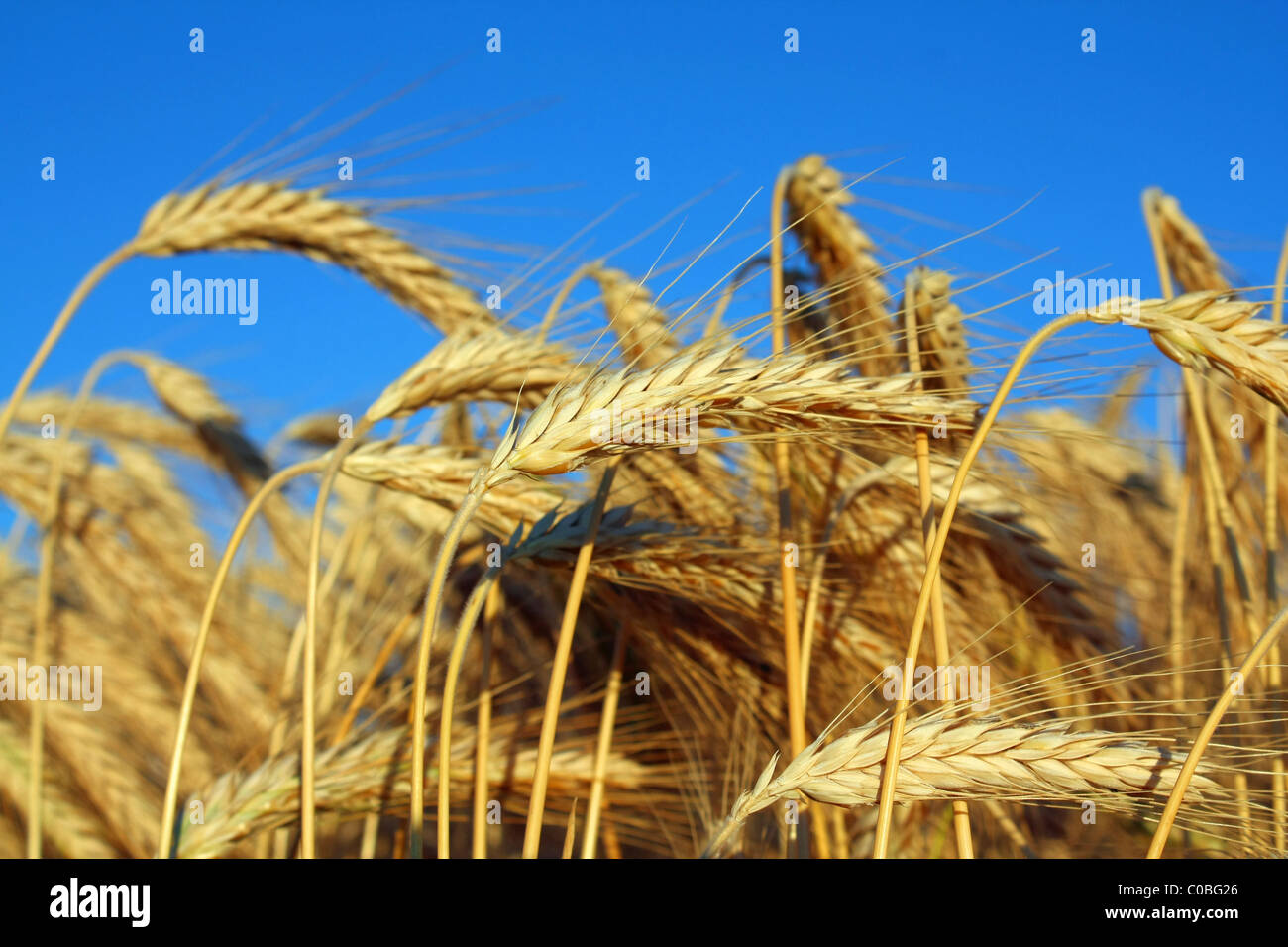 golden ripe wheat Stock Photo