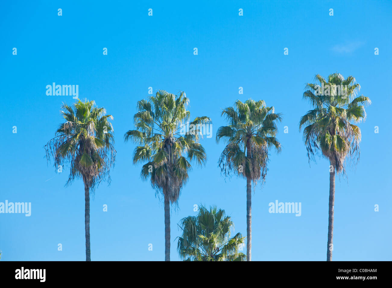 A Row of Palm Trees with blue sky Stock Image