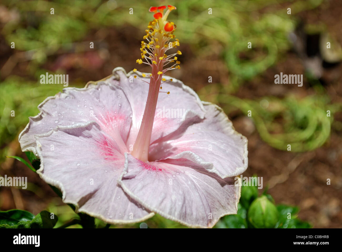 Flower unique pink hybrid hibiscus, 'Joe Friedman' at Waimea Valley, on Oahu, Hawaii. Stock Photo