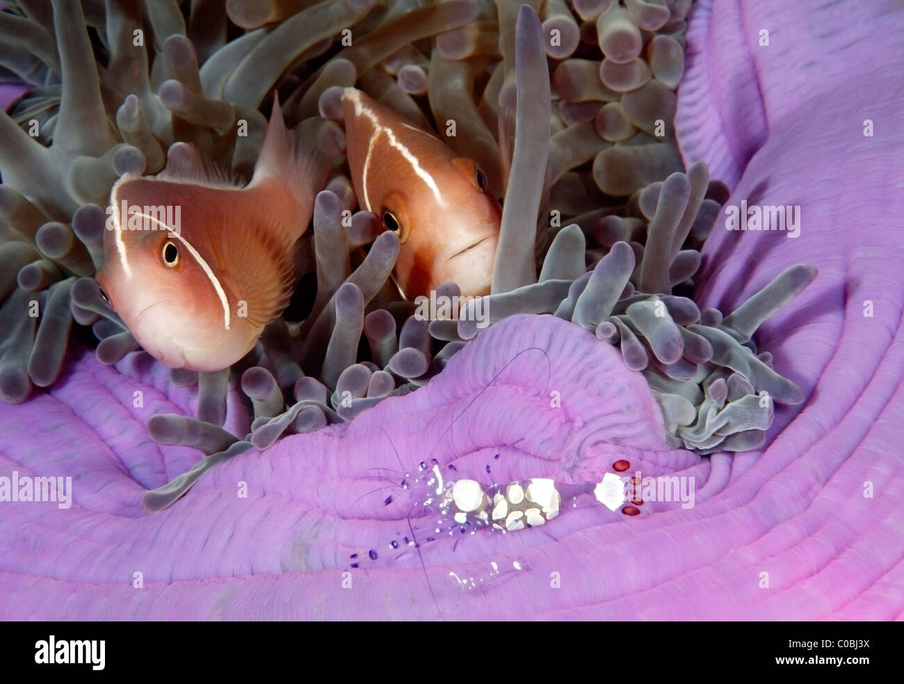 Pink clownfish, Amphiprion perideraion, with a pair of eggshell shrimps, Ancylocaris brevicarpalis.Previously described as Periclimenes brevicarpalis Stock Photo