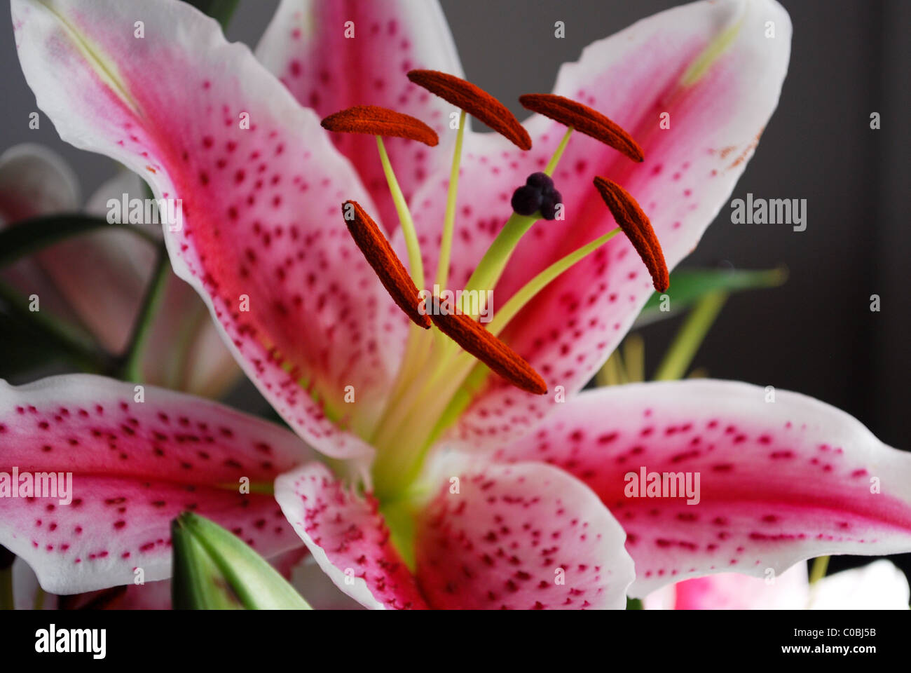 Pink stargazer lily hires stock photography and images Alamy