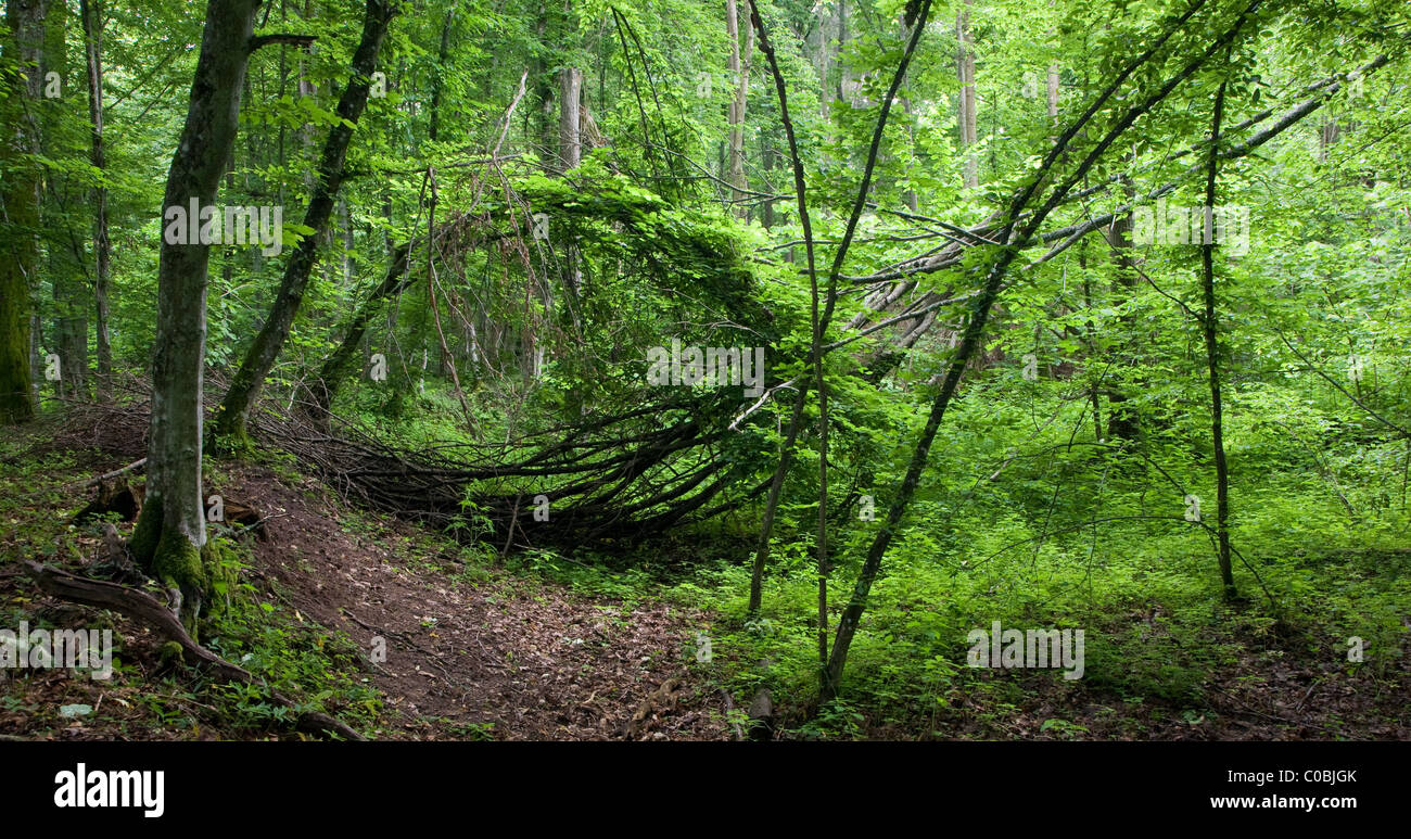Dense hornbeam stand with bent trees Stock Photo