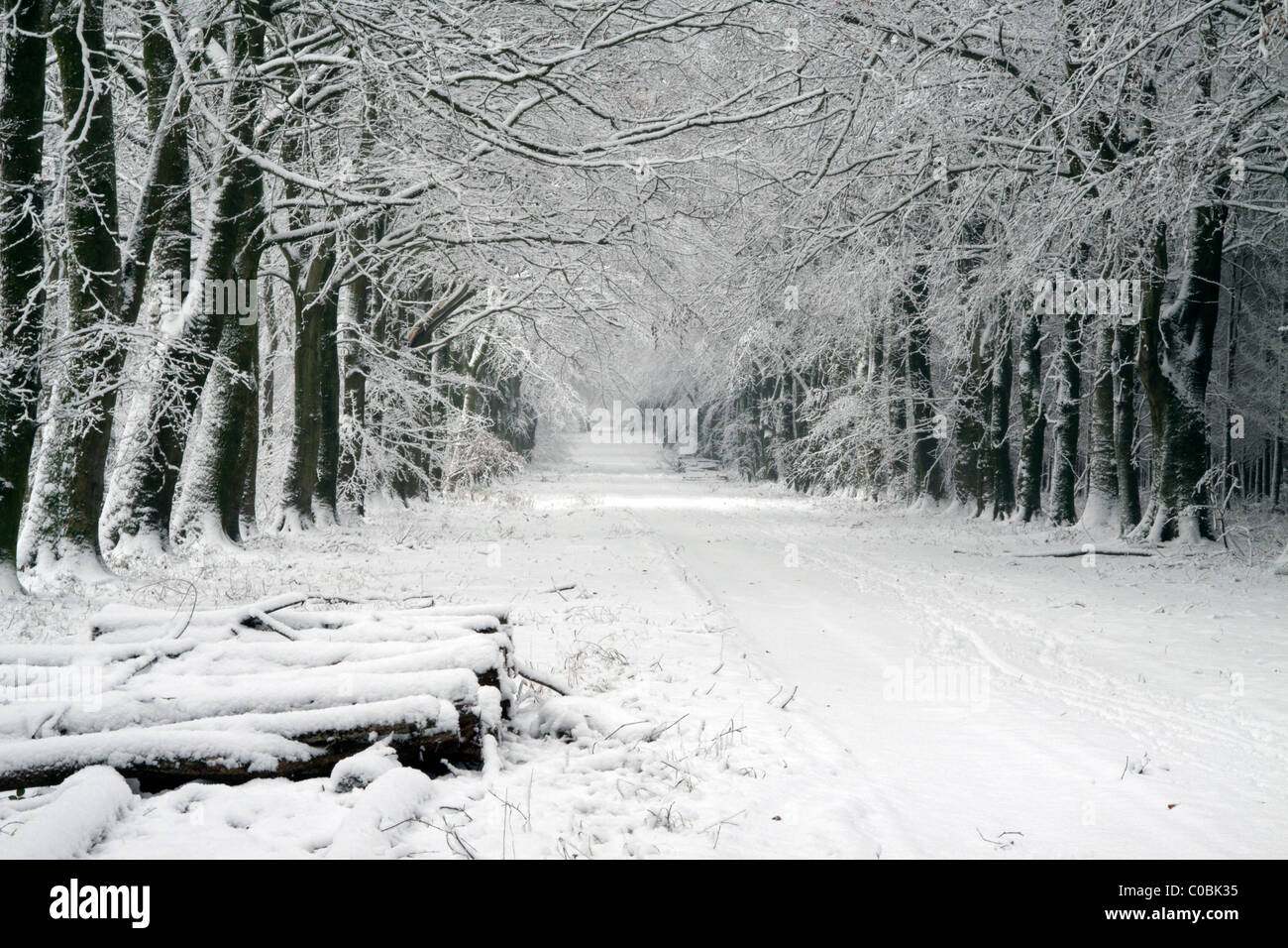 Snow covered beech trees in the long avenue known as First Broad Drive in Grovely Wood, Wiltshire, England. Stock Photo