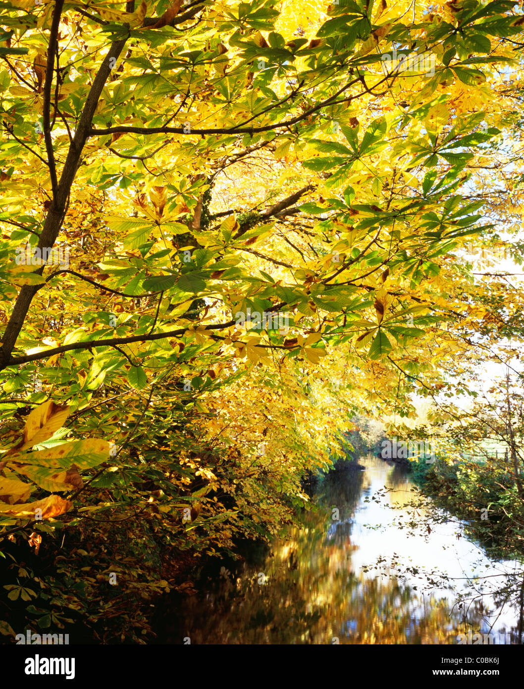 Horse chestnut trees growing beside the River Wylye near the village of
