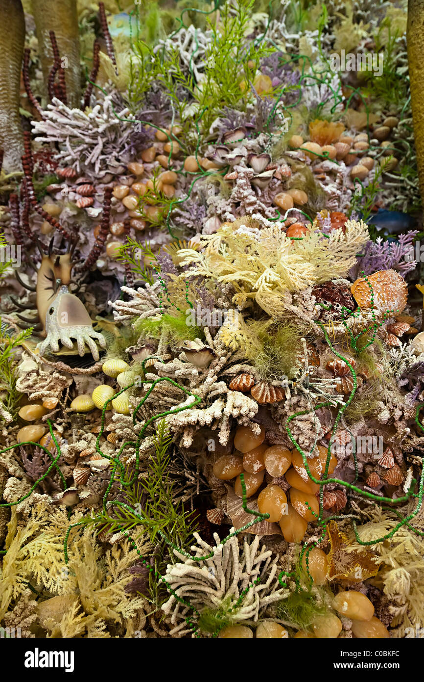 Permian reef display in museum exhibit Living Desert New Mexico USA Stock Photo