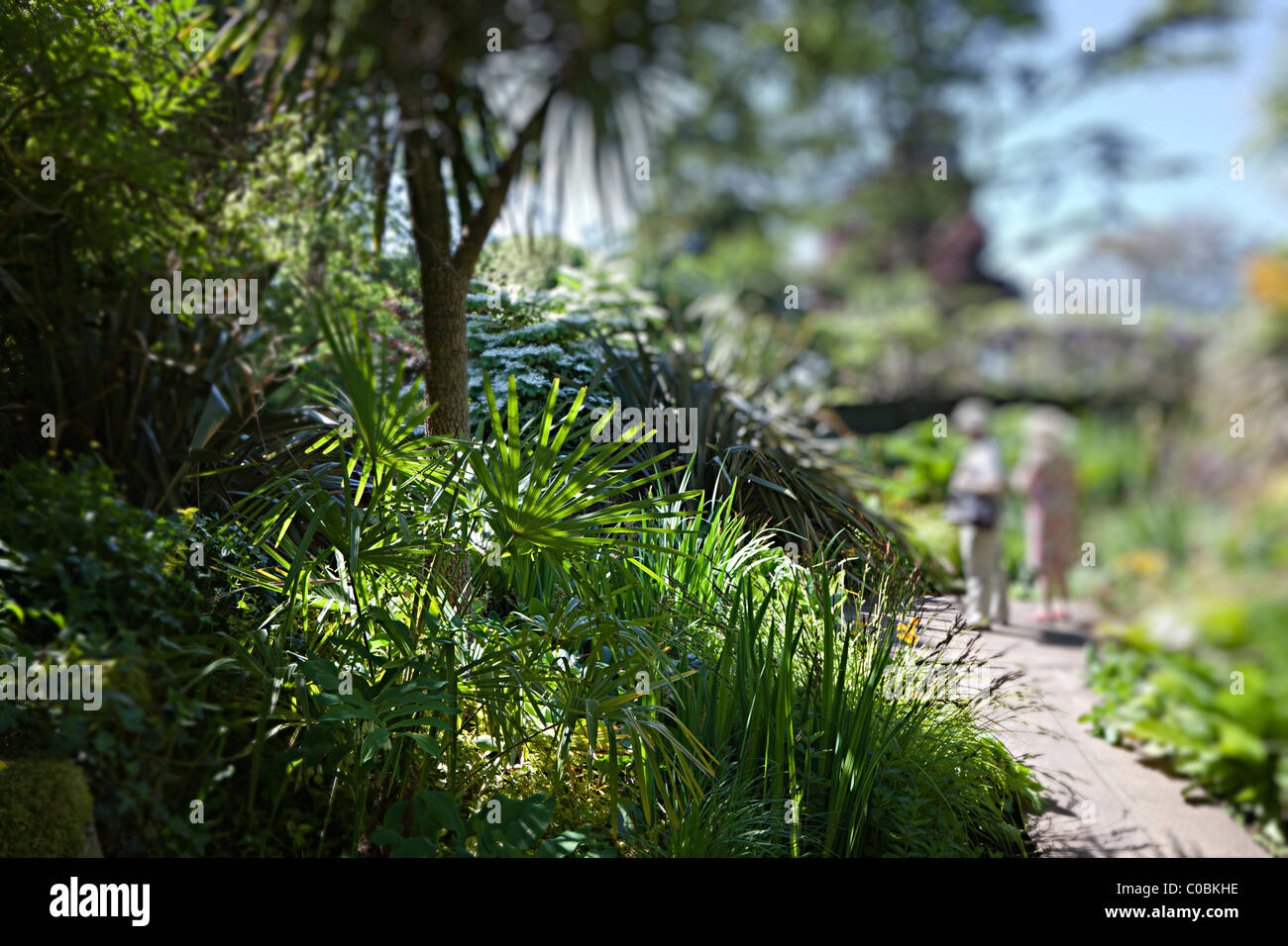 Ferns in sunken garden with differential focus and two women in background Dewstow gardens Wales UK Stock Photo