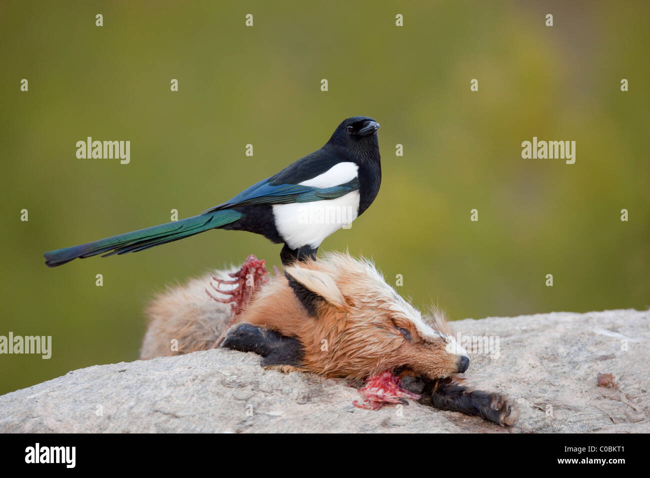 Magpie; Pica pica; on dead fox; Norway Stock Photo