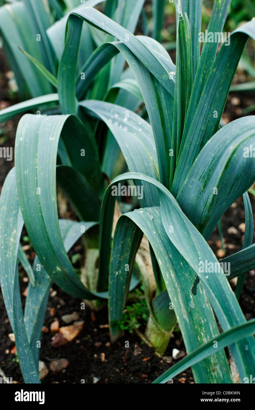 Growing leeks hi-res stock photography and images - Alamy