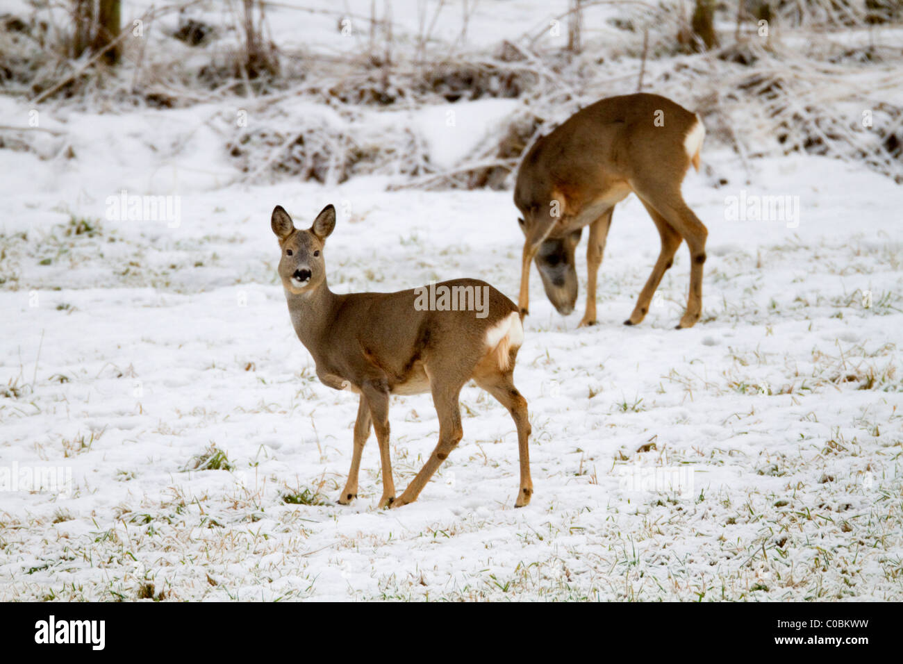 Norway Roe Roe Deer; Capreolus capreolus; in snow; Norway Stock Photo - Alamy