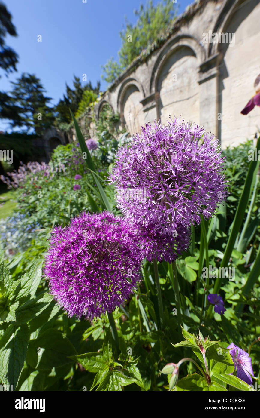 Allium 'Purple Sensation' flowering at Dewstow Gardens Wales UK Stock Photo