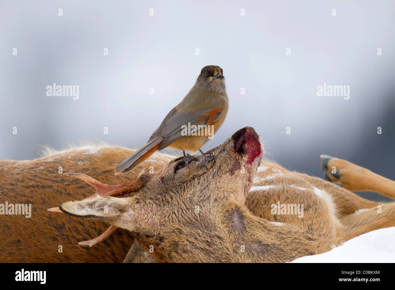 Siberian Jay; Perisoreus infaustus; on dead roe deer; Norway Stock Photo