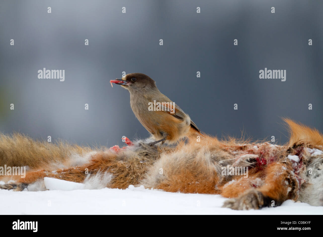 Siberian Jay; Perisoreus infaustus; on dead fox; Norway Stock Photo