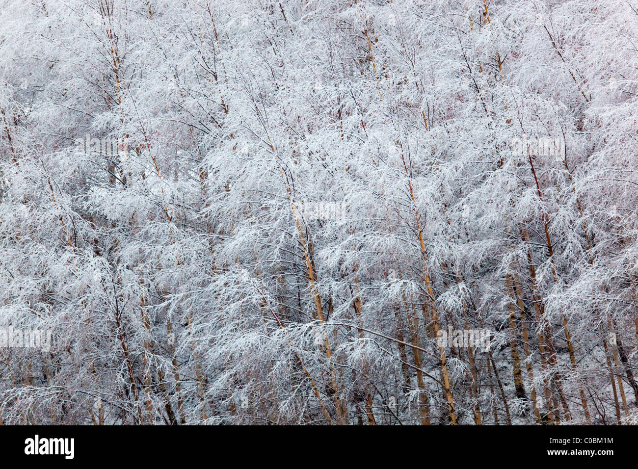 Birch Trees; Betula pendula; covered in snow; Norway Stock Photo