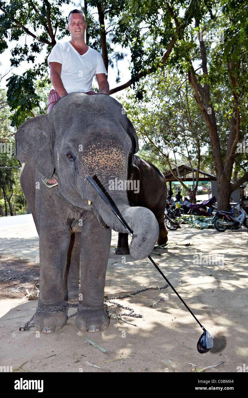 Funny elephants hi-res stock photography and images - Alamy Funny elephants hi-res stock photography and images - Alamy