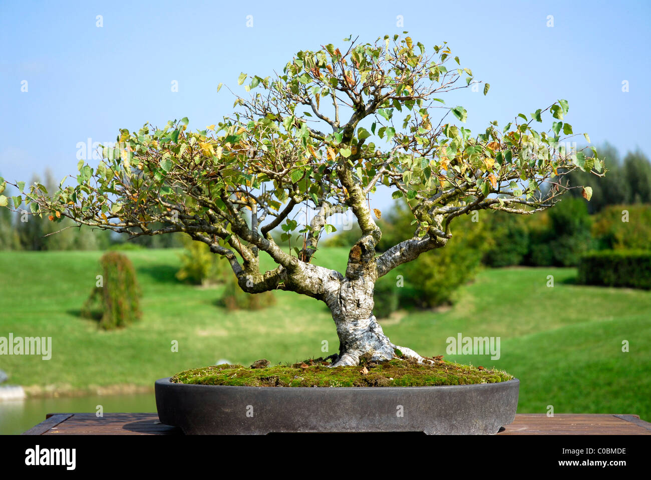 Closeup bonsai Alba birch (Betula) in its pot with the country in the background Stock Photo