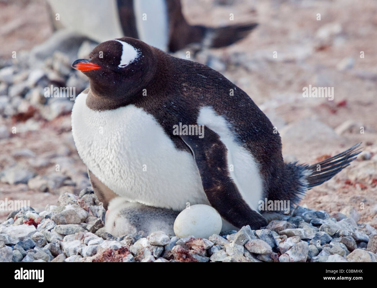 Gentoo Penguin (pygoscelis papua) with chick and egg, Port Lockroy, Antarctic Peninsula Stock Photo