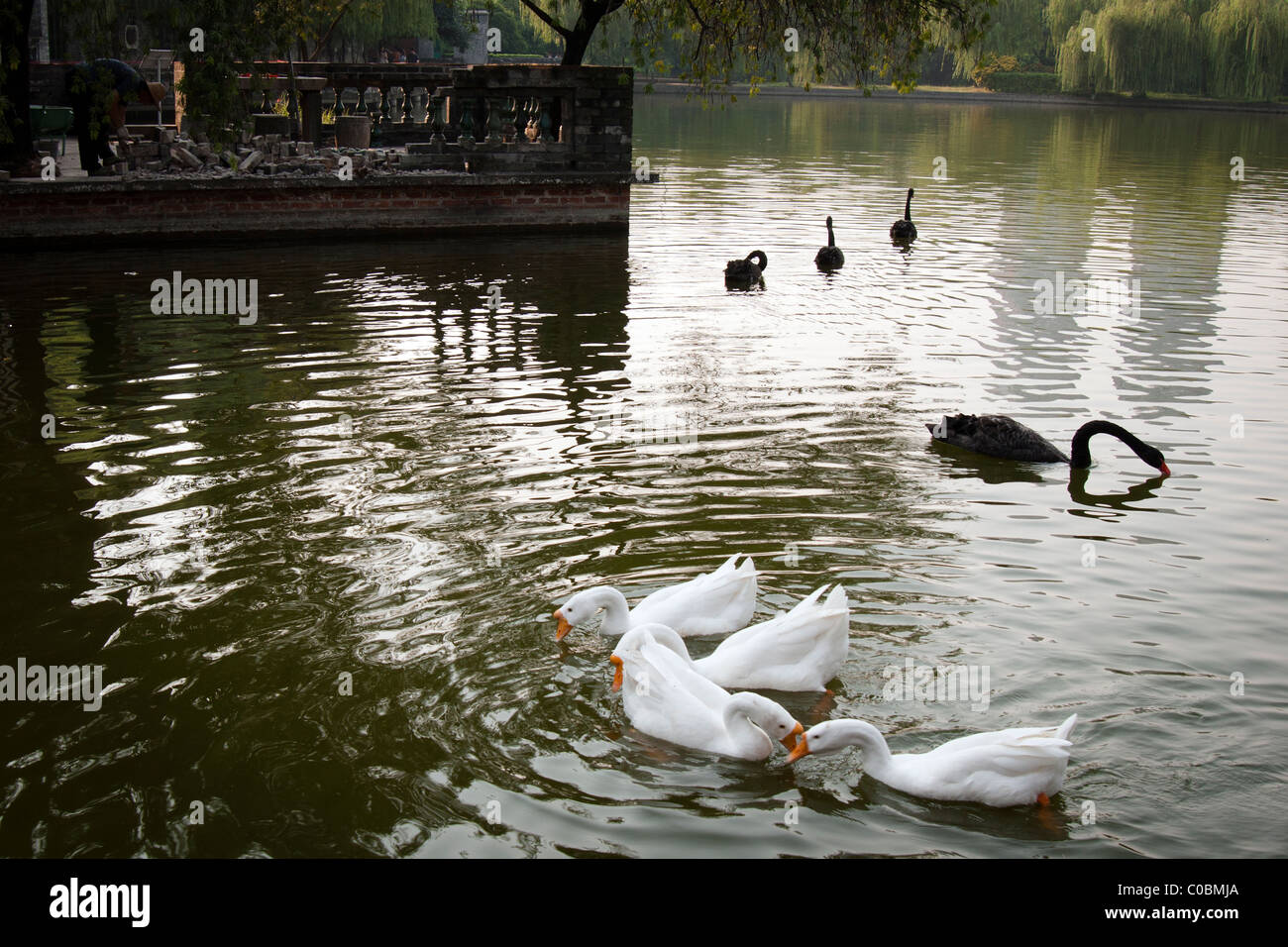 white and black swans on a lake in China Stock Photo