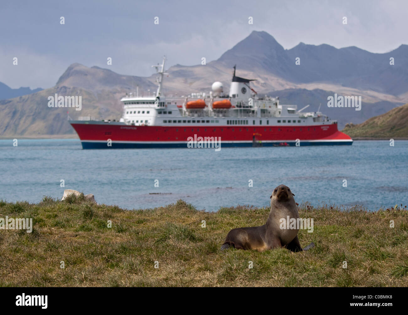 MS Expedition and Antarctic Fur Seal (arctocephalus gazella), Grytviken Harbour, South Georgia Stock Photo