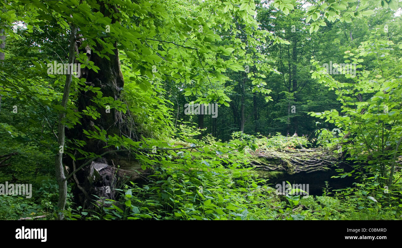 Broken oak lying with young hornbeam in foreground Stock Photo Alamy
